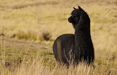 Inca Tops demuestra seguridad y sostenibilidad con las certificaciones OEKO-TEX® STANDARD 100 y STeP