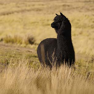 Inca Tops: ¿Cómo generar confianza en nuestra fibra sostenible? Alpaca en una granja en Perú
