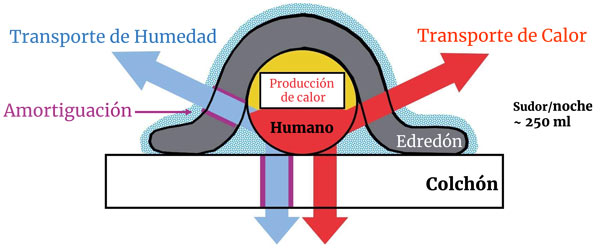 Ilustración del transporte de calor y humedad desde el cuerpo, a través de la ropa de cama, hasta el medio ambiente